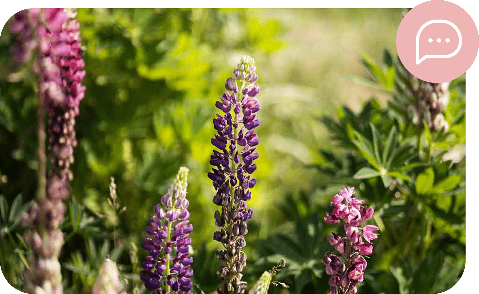  lupiner
